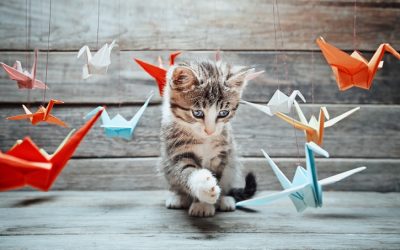 L’assurance des chiens, chats et autres animaux de compagnie